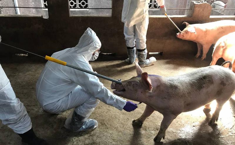 台湾金门市政府在为猪只做检测。（图片来源：中央社）