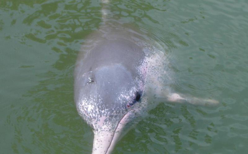 中华白海豚。