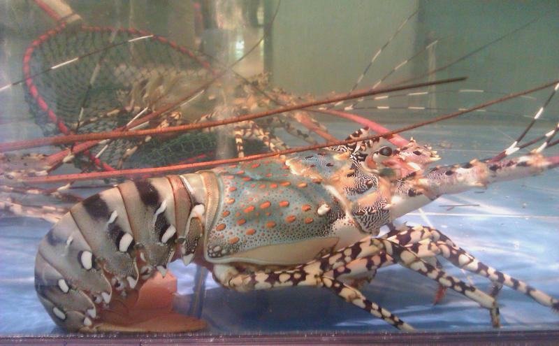 锦绣龙虾（图片来源：YoTuT，wiki，CC BY 2.0）