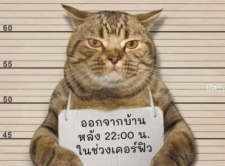 被逮捕的貓。