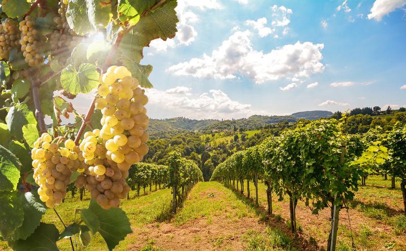 欧洲葡萄酒市场受冲击  酿酒业或转产工业酒精