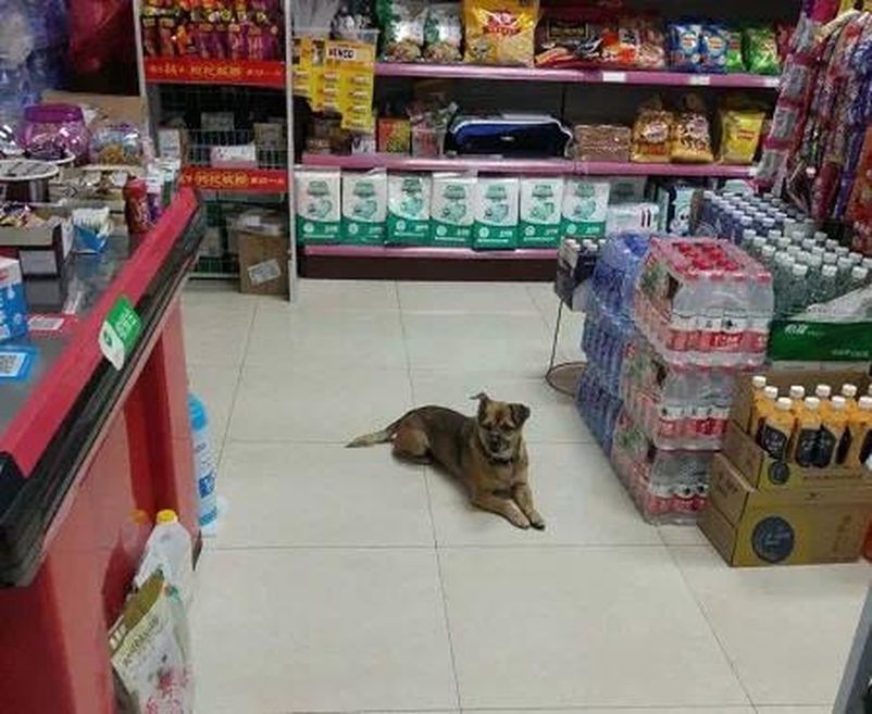 黄狗‘小宝’（图片来源：微博）