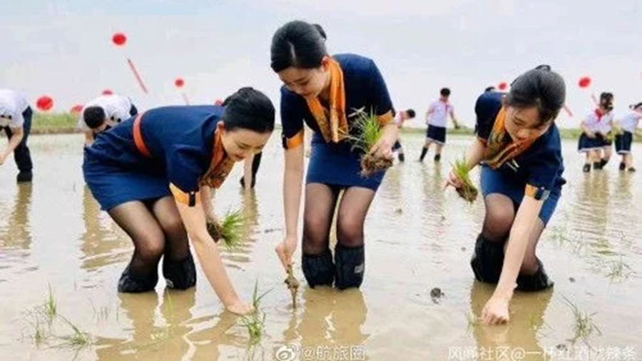 青岛空姐穿黑丝短裙下田插秧引发民间一片嘘声。（图片来源：微博）