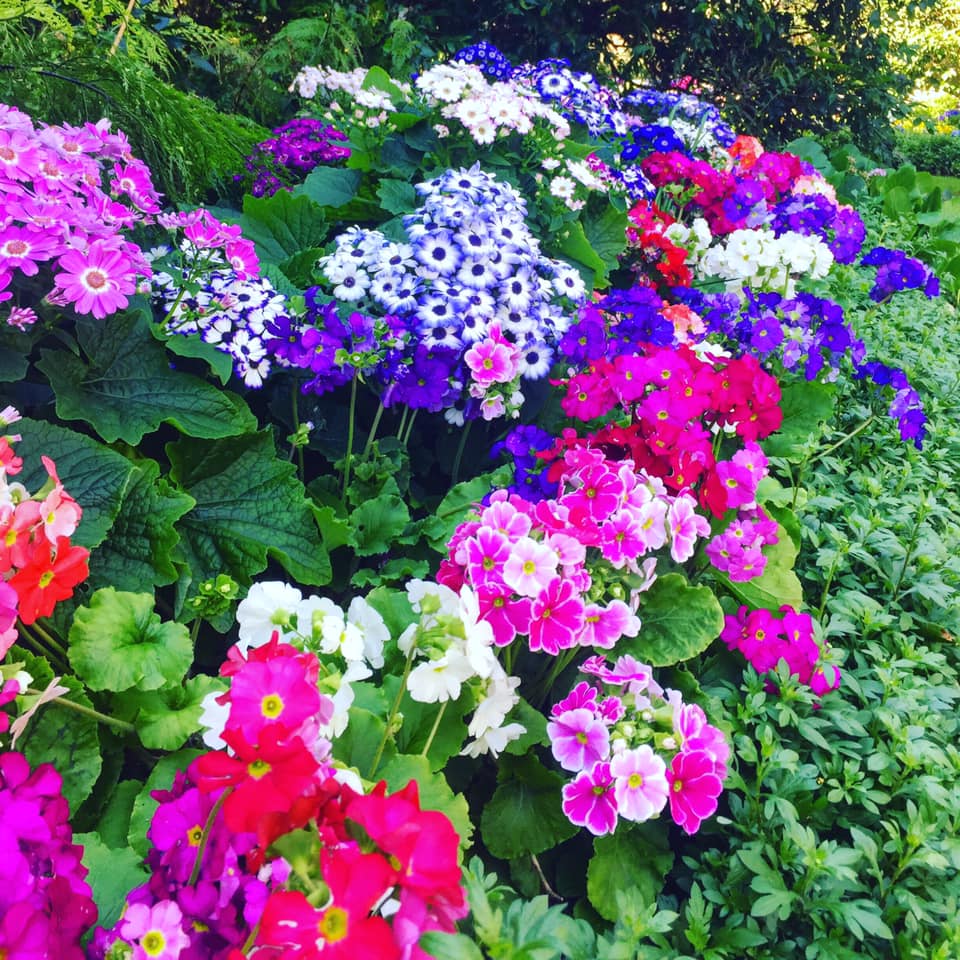 茶花