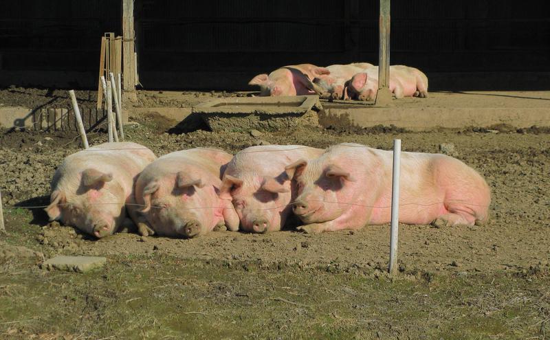 家猪（图片来源：Domestic pigs ，wiki，CC BY-SA 3.0)