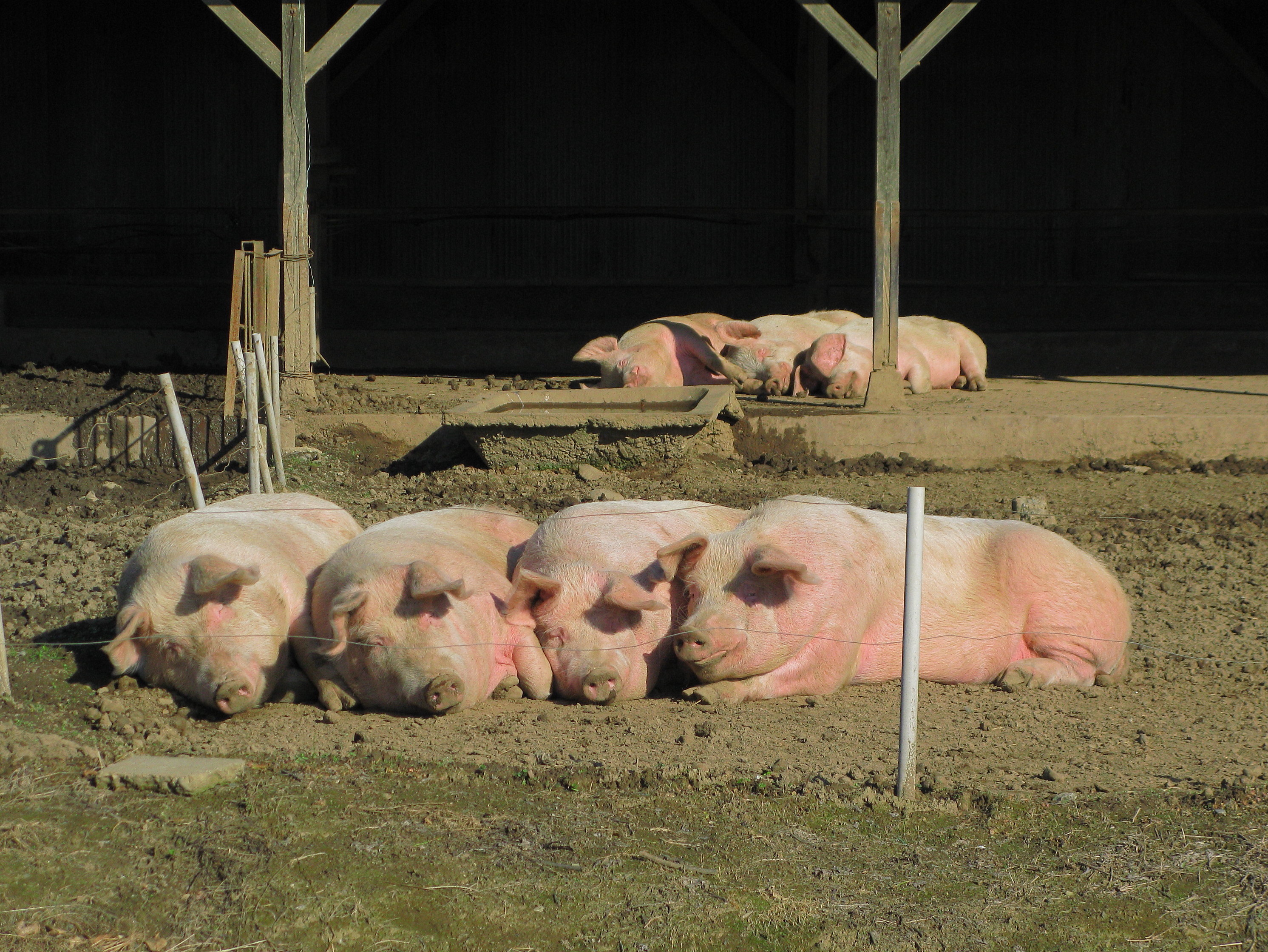 家猪（图片来源：Domestic pigs ，wiki，CC BY-SA 3.0)