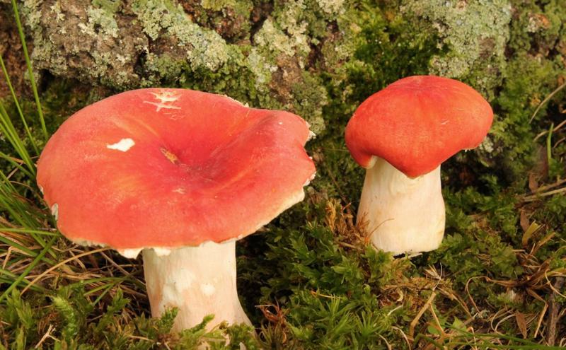 mushroom 蘑菇