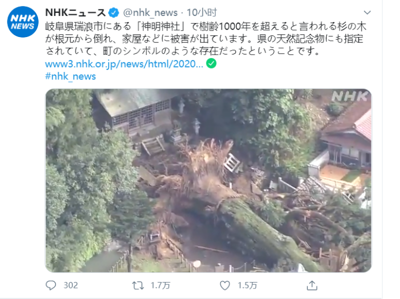 岐阜県瑞浪市千年神树受大雨影响连根拔起