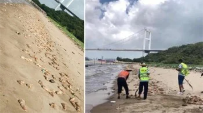 东莞虎门海滩出现大量猪脚和内脏
