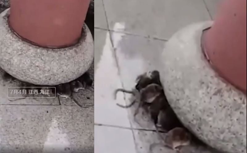 近百只老鼠在凉亭内躲雨