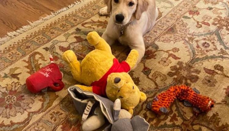 爱犬“默瑟”(Mercer)与小熊维尼玩具照片