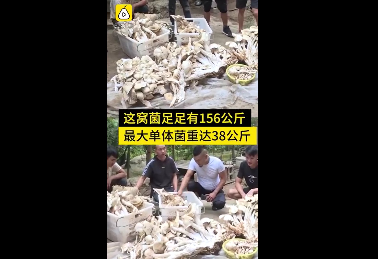 云南巨大野生菌菇经村民搬下山
