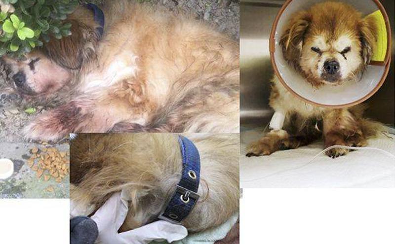 上海查处首例养犬人遗弃犬只案