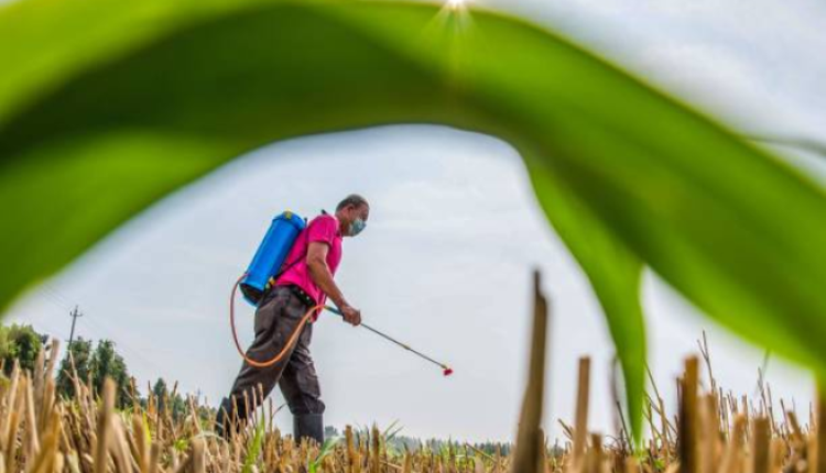 山东潍坊的农民正在向庄稼喷洒农药