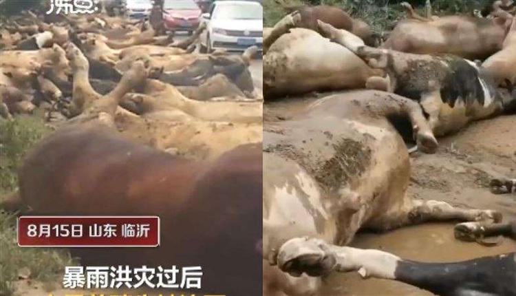 山东沂南一养牛场150头牛被洪水冲走