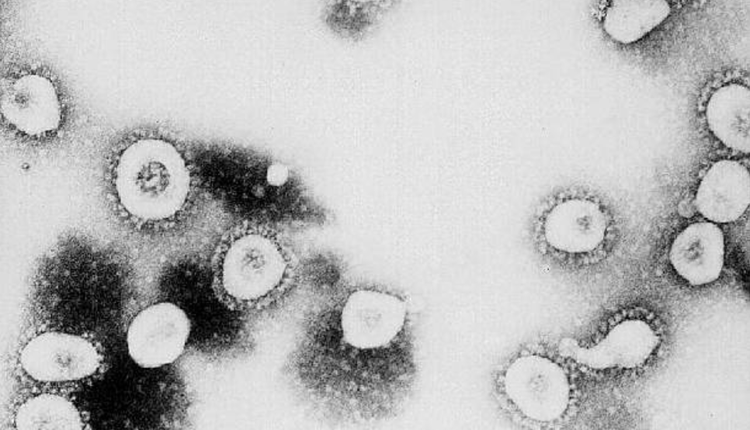 冠状病毒（图片来源：CDC/Getty Images）