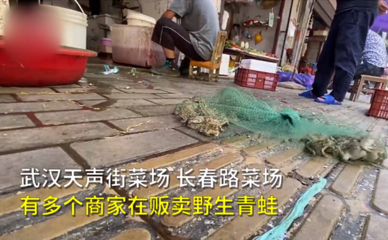 武漢菜場商戶明目張胆賣野生青蛙