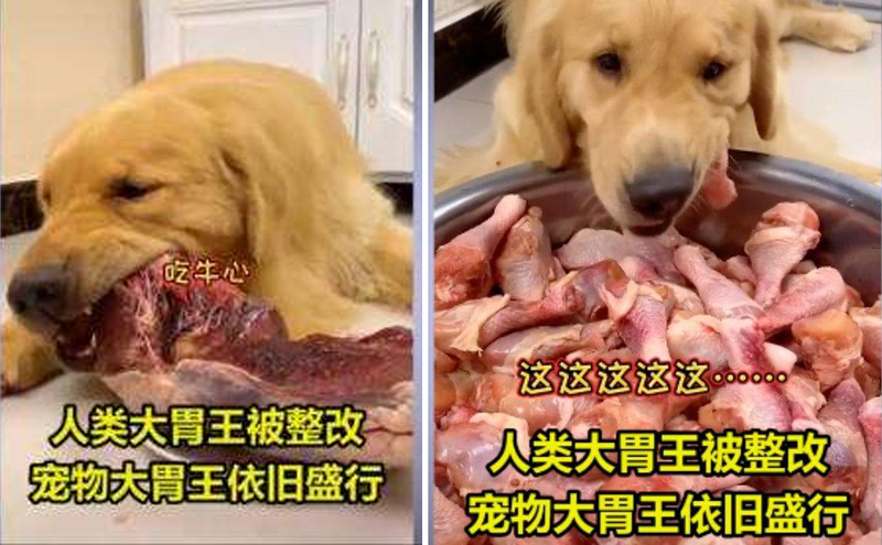 宠物博主让狗当大胃王