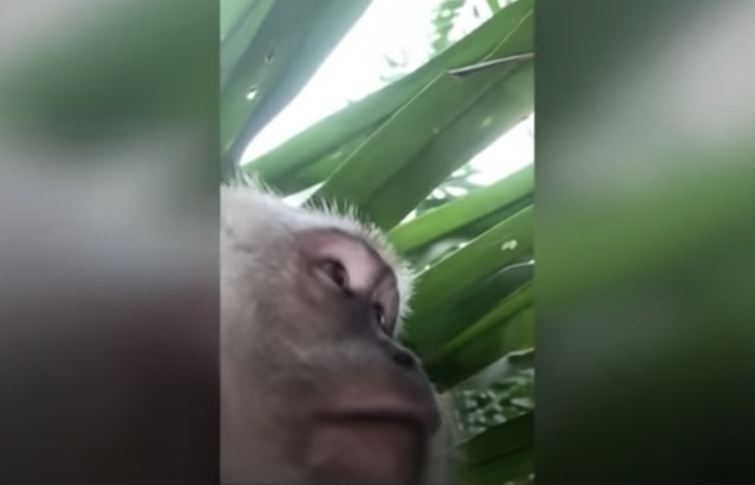 猴子的自拍（图片来源：boldeye1影片截图）