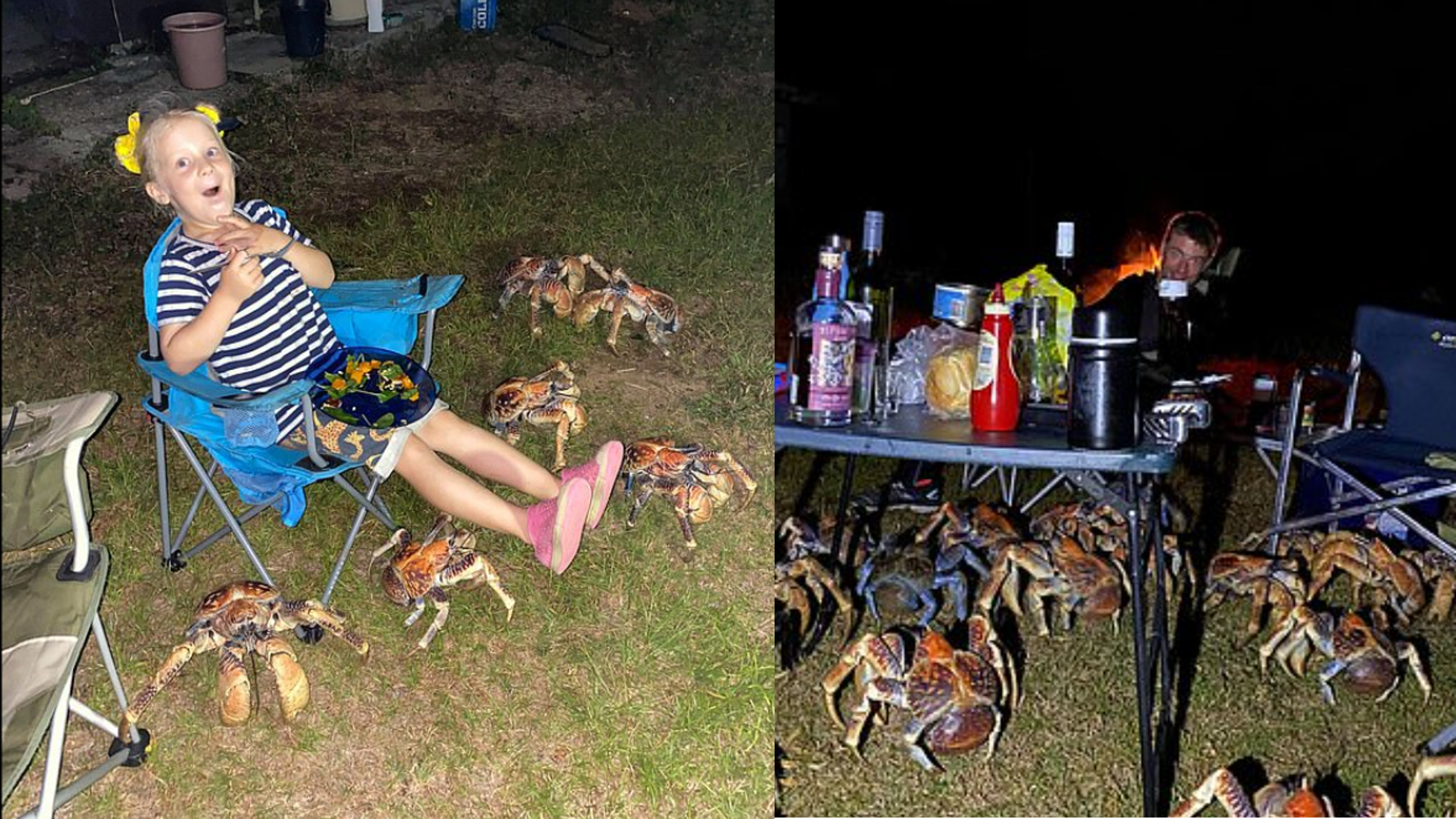 一家人澳洲圣诞岛上露营野餐 遭遇一群“强盗”突袭