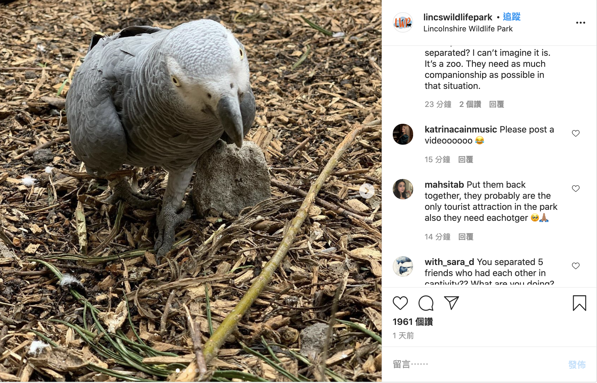 动物园鹦鹉（图片来源：lincswildlifepark/IG 截图）