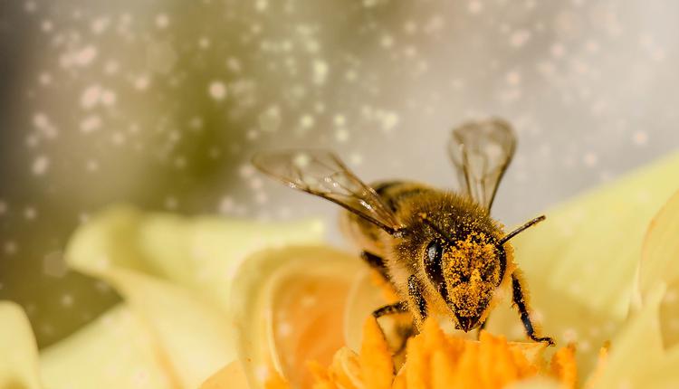花粉和蜜蜂