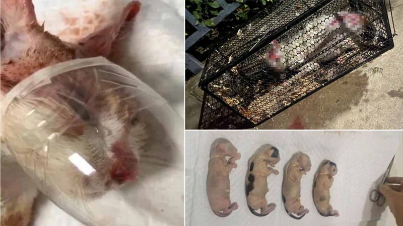 男子用开水烫怀孕母猫,致腹中4只小猫死亡