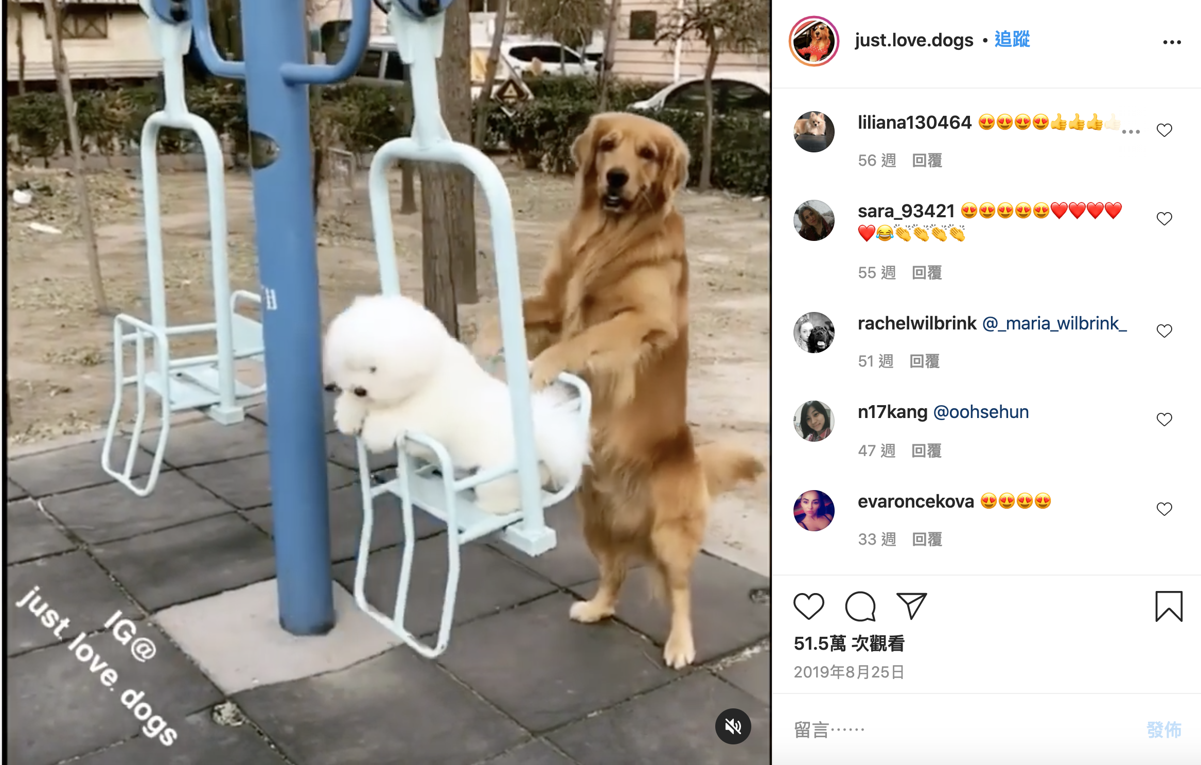金毛推著比熊犬