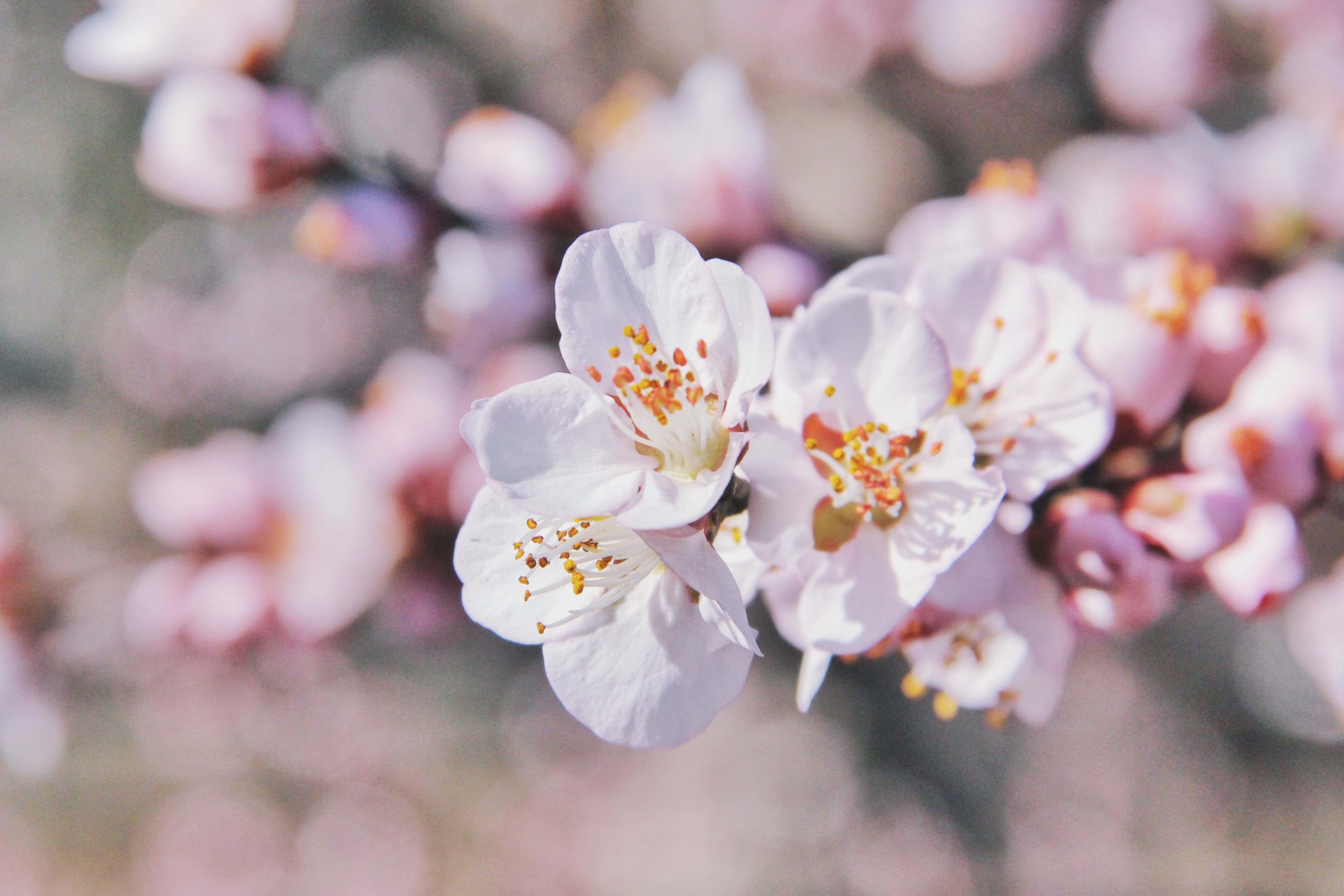 花花草草