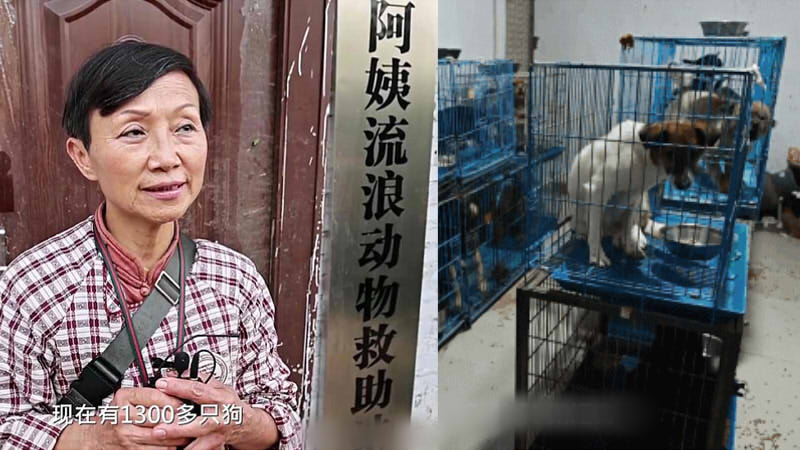 68岁老人收养1300条流浪狗