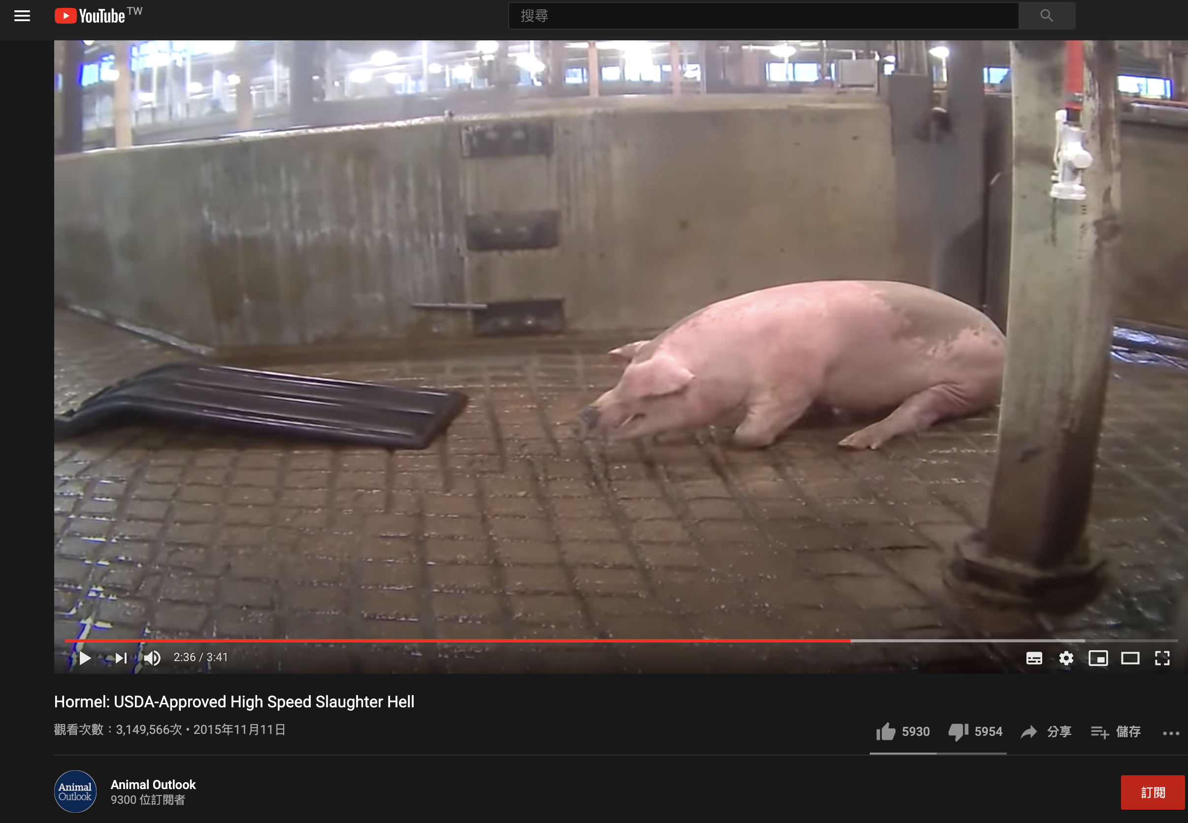 国民党影片涉造假？美团体：无证据显示猪只食用瘦肉精- 澳洲看新闻网