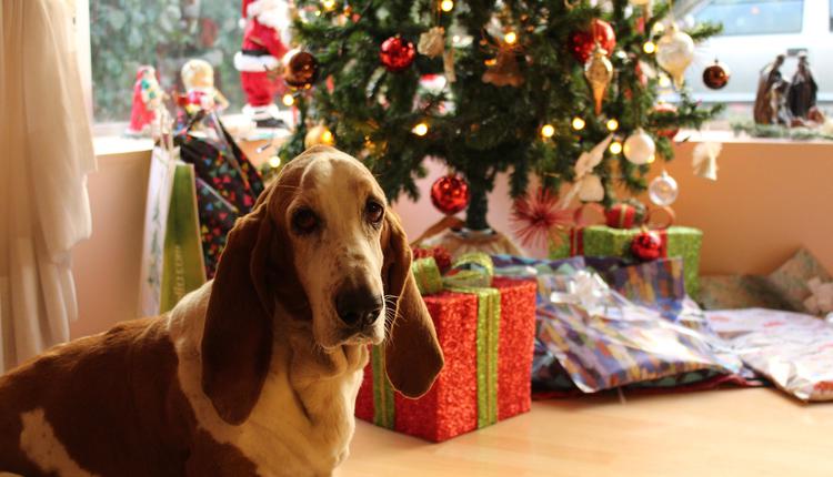 聖誕樹，禮物，狗