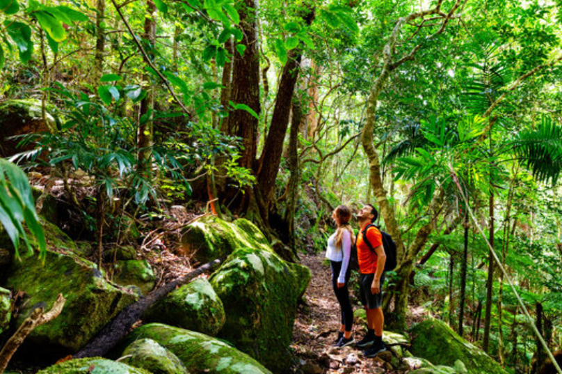雷明顿国家公园（Lamington National Park）