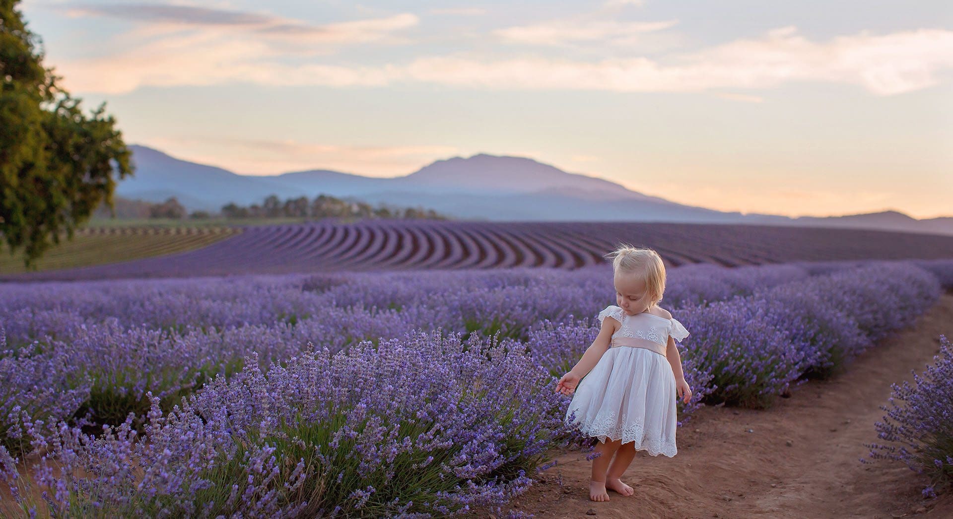 塔州Bridestowe Lavender Estate，薰衣草庄园