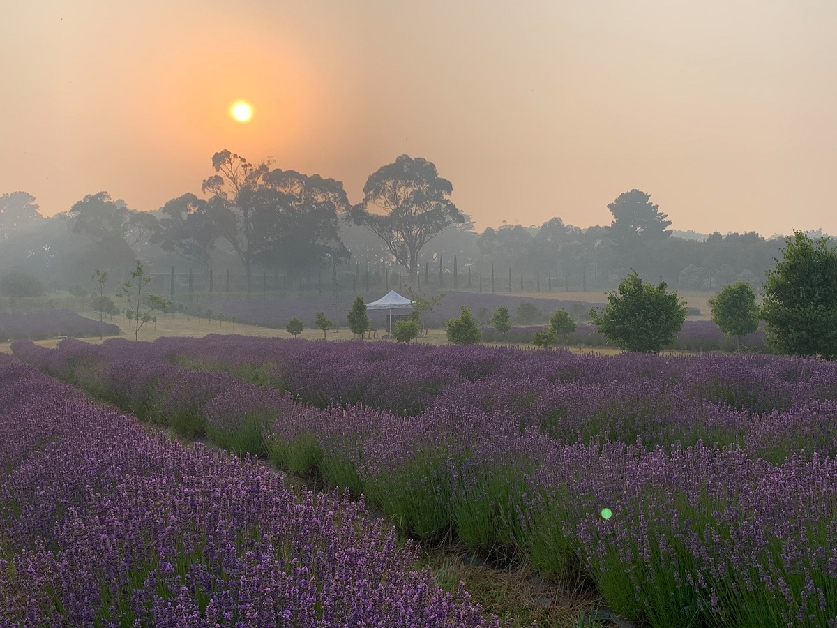 Red Hill Lavender Farm，薰衣草