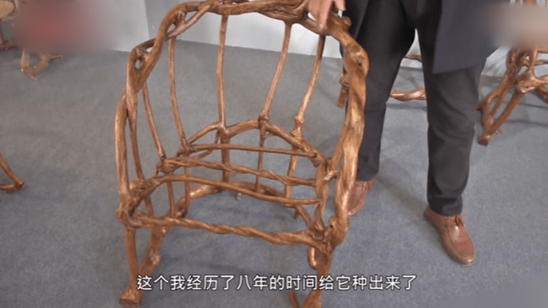 山东小伙用8年种出天然椅子