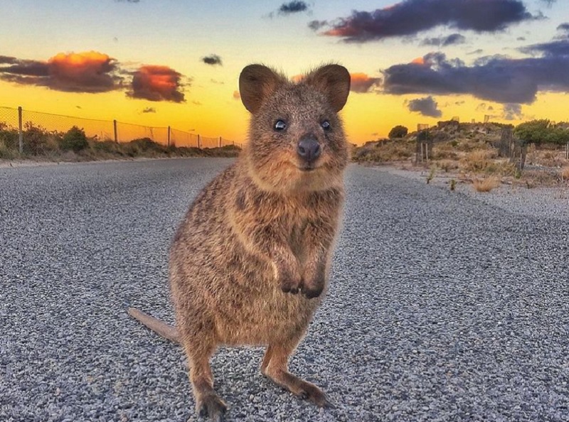 短尾矮袋鼠Quokka