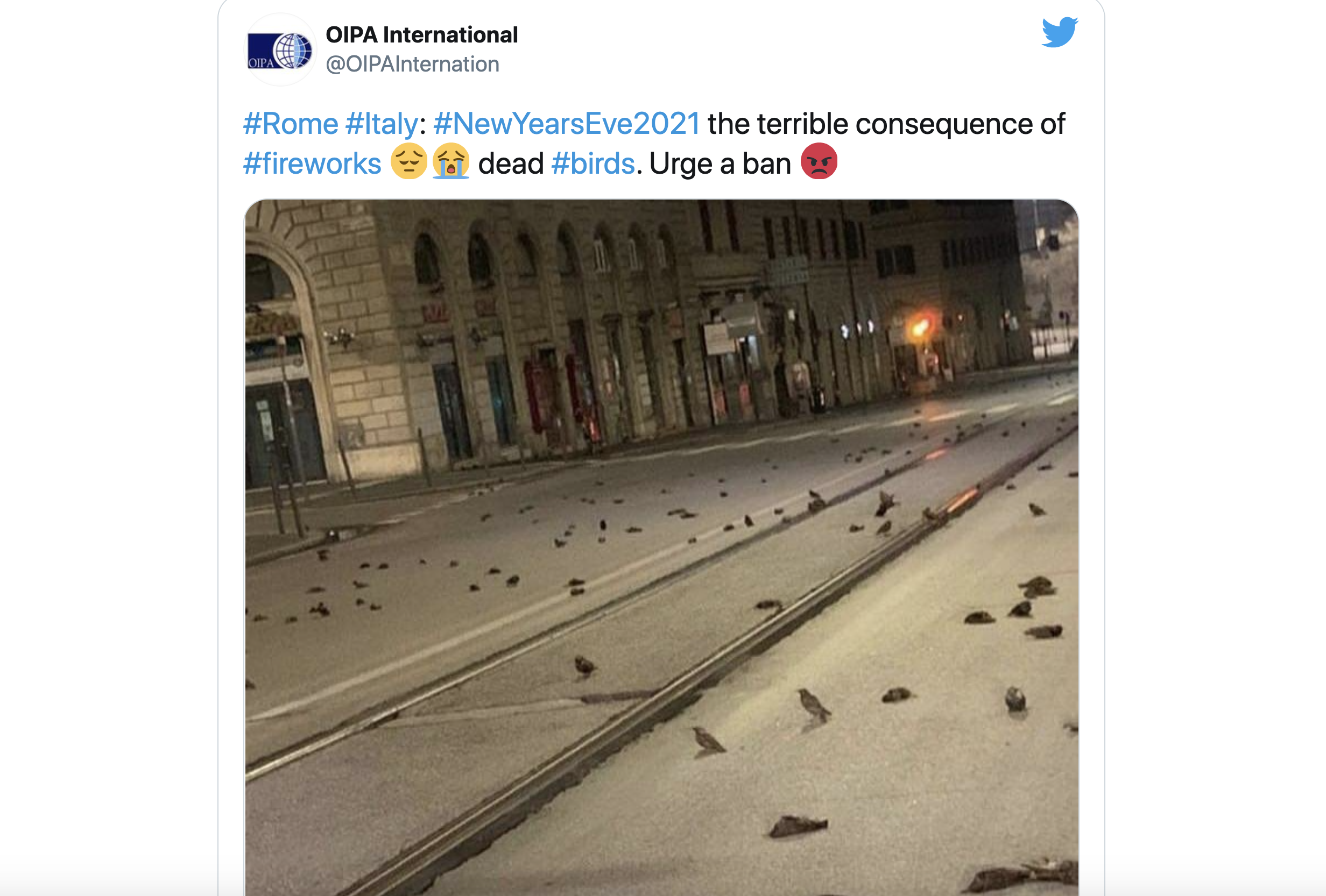 罗马街头出现大量鸟类死亡
