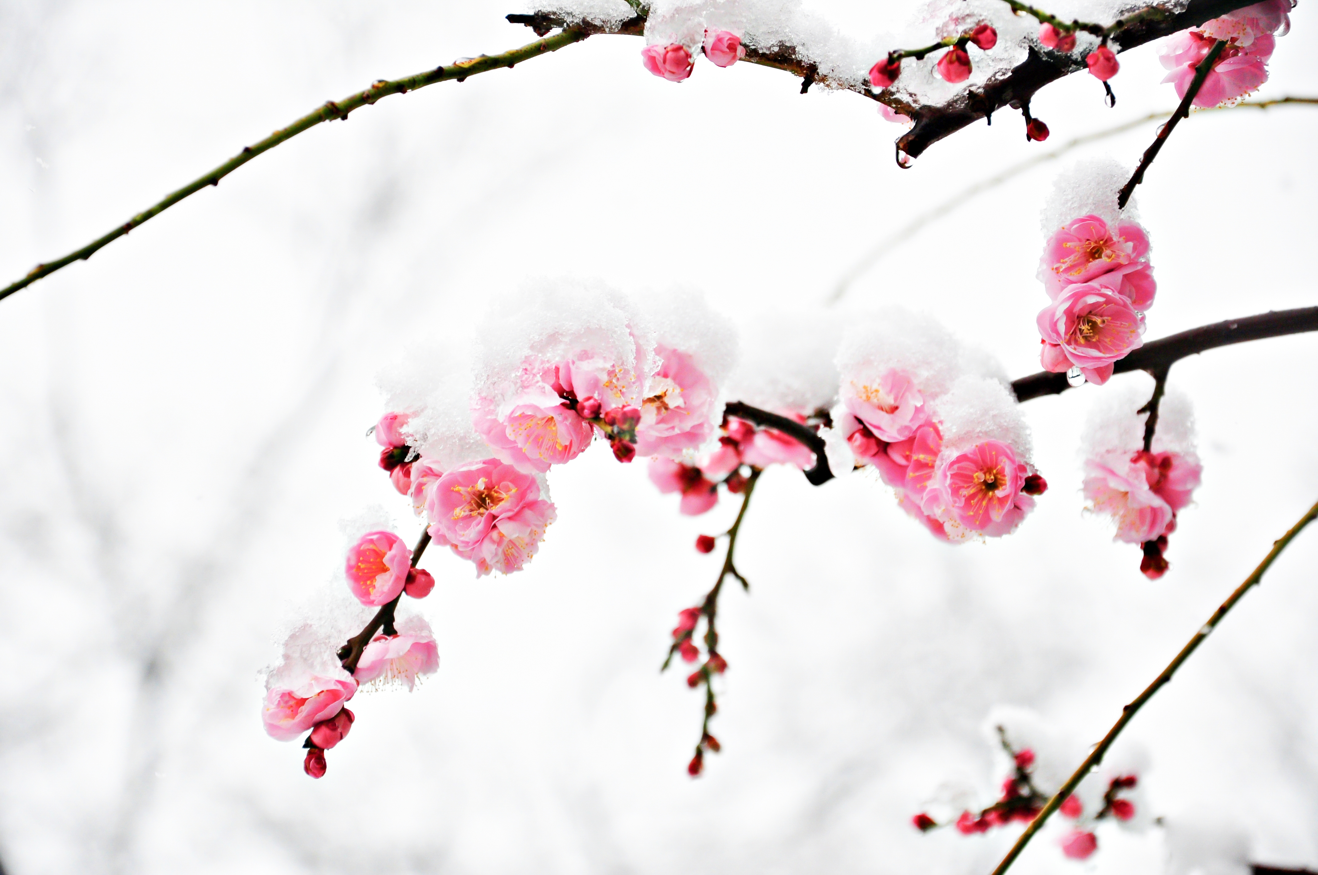 《踏雪寻梅》
