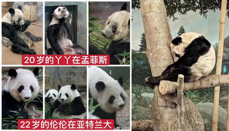 旅美大熊猫瘦骨嶙峋