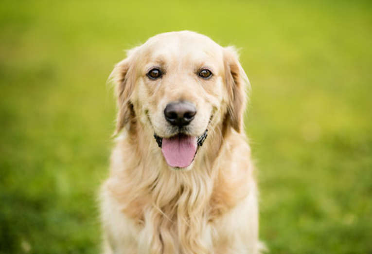 黄金猎犬
