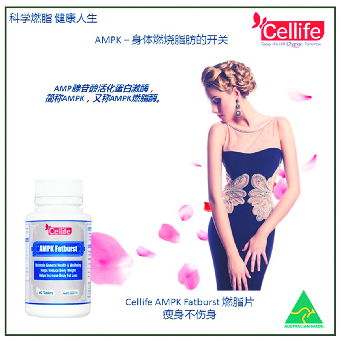 關於AMPK的一些知識