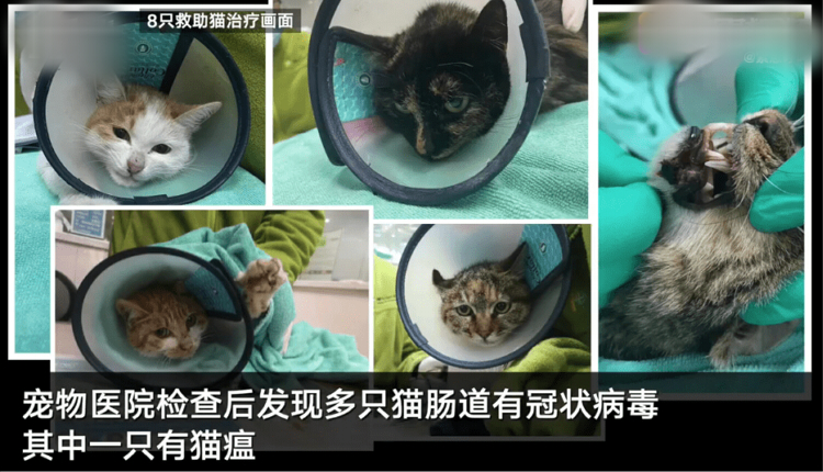 猫咪救助画面