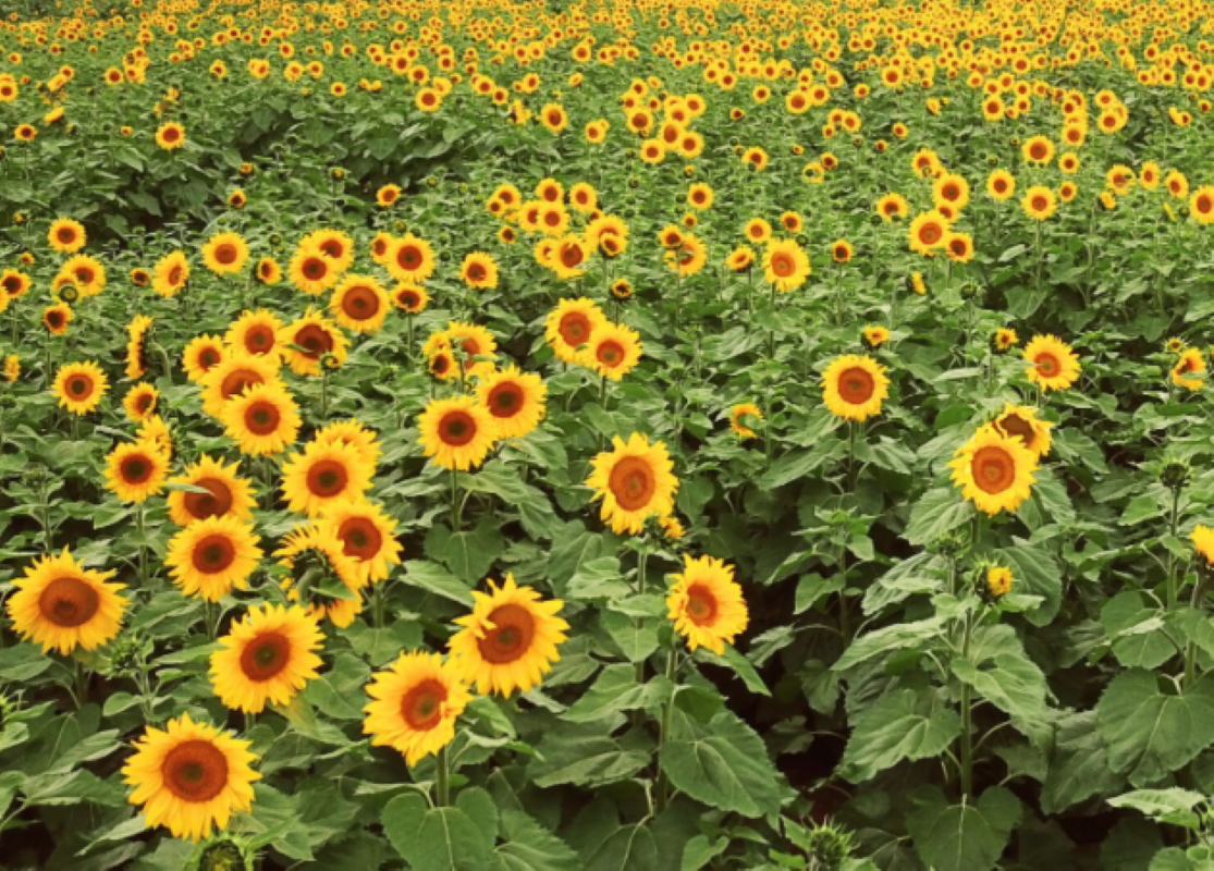 图/ Pick Your Own Sunflowers官网