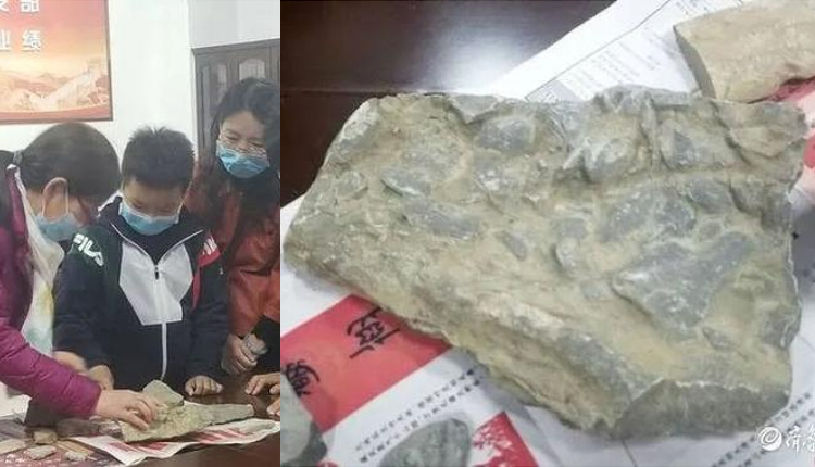 桑晟杰与发现的化石