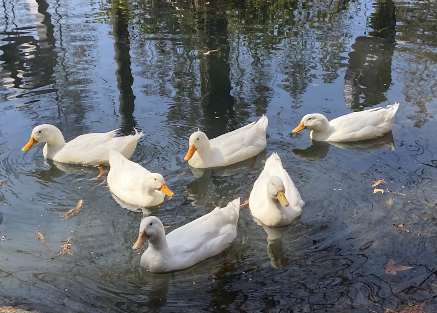 鴨子 duck