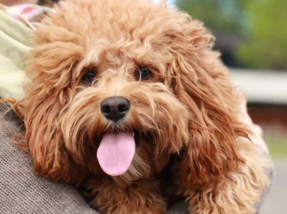 奥斯卡贵宾犬