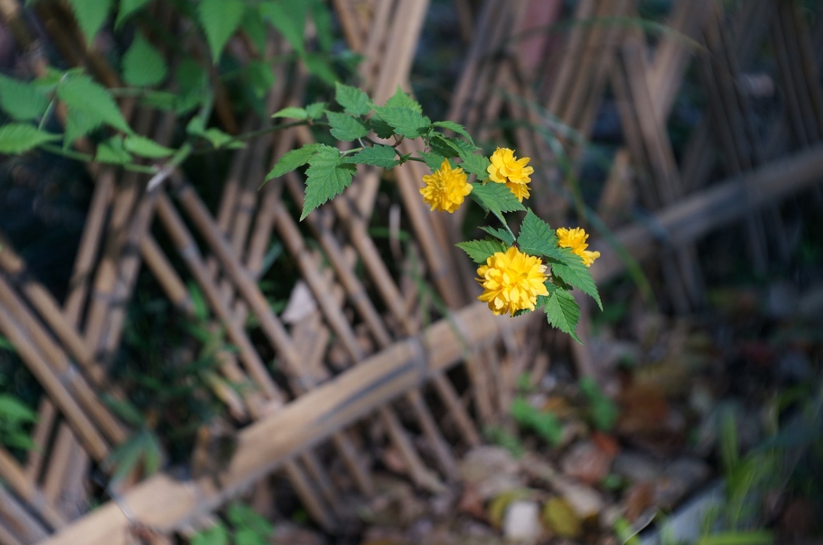 清明节