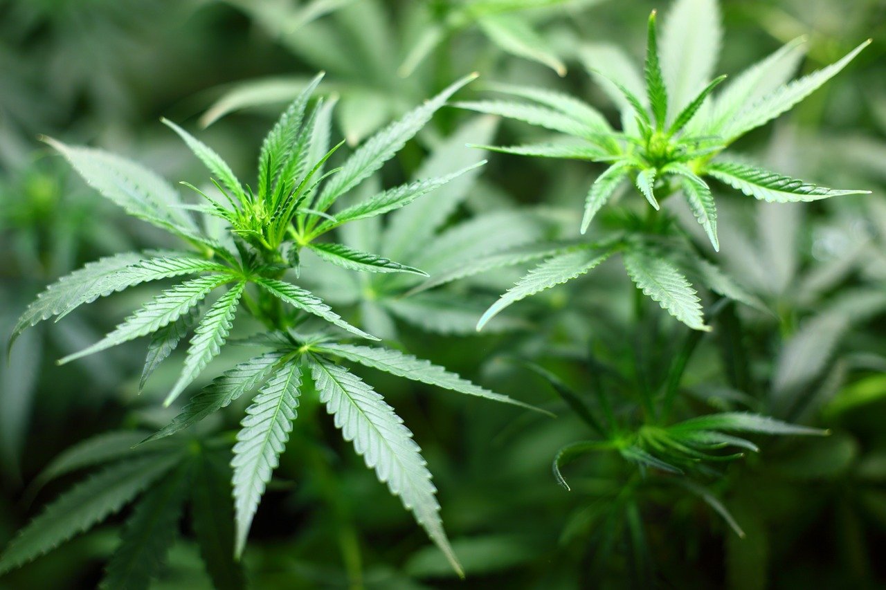 大麻示意图