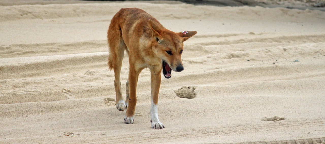 野狗